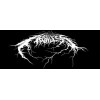 Aeonless
