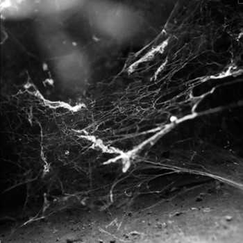 Raptus (10) - Antiphilanthropy/Fragments