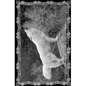 Wolves Eyes - Beneath The Banners Of The Elders
