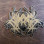 Halphas - Logo (Metal Pin)